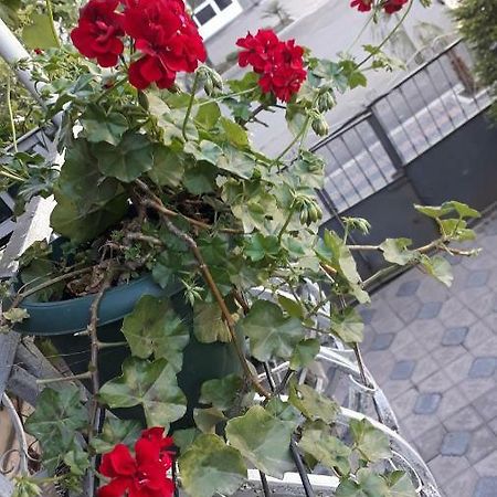 Homestay Izolda Батуми Экстерьер фото